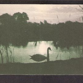 CIA, Swan on Pond, Denton, Tx.